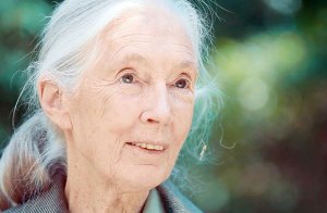 Porträt Jane Goodall