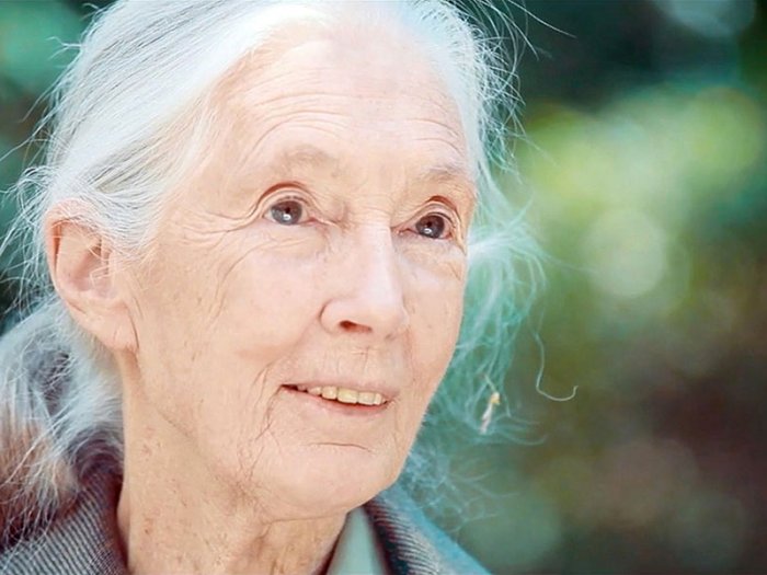 Porträt Jane Goodall