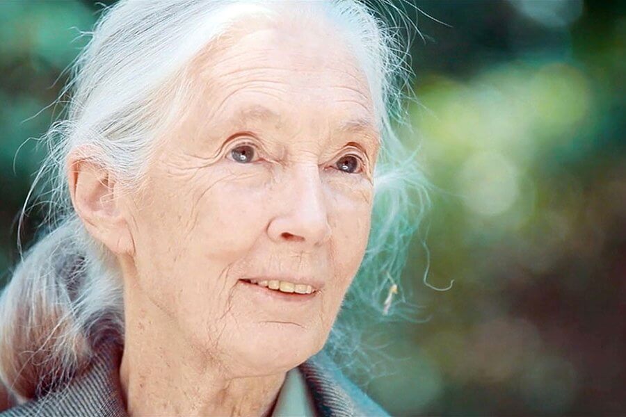 Porträt Jane Goodall