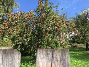 Apfelbaum in Bauerngarten