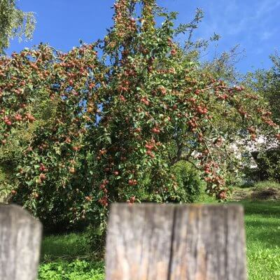 Apfelbaum in Bauerngarten