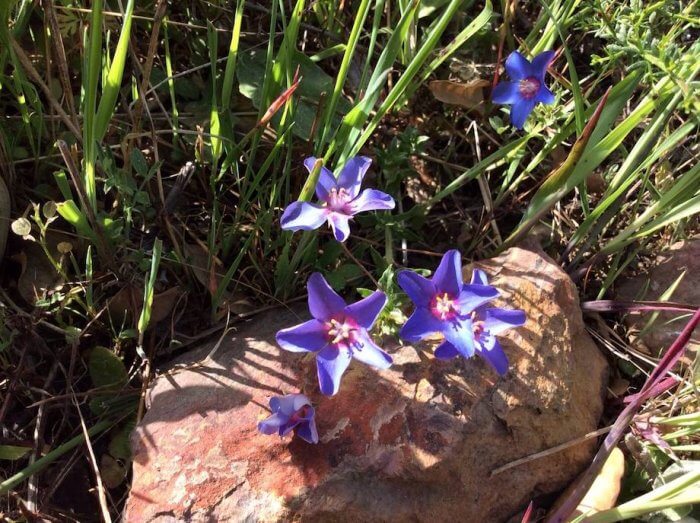 Blaue Blütensterne. Foto: Mirjam Steiner