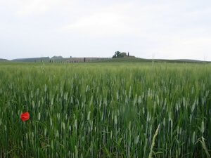 Getreidefeld mit Mohn in der Toskana. Foto: Anne Bauer
