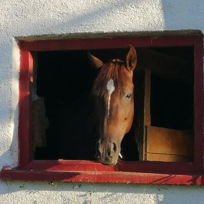 Ein Pferd seiht aus dem Stallfenster. Foto: Janne Kellner