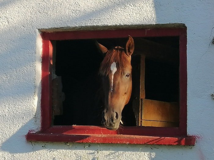 Ein Pferd seiht aus dem Stallfenster. Foto: Janne Kellner