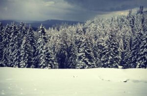 Schneelandschaft mit Bäumen.