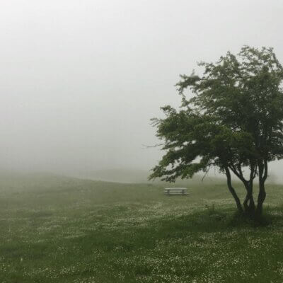 Eine Frühlingswiese im Nebel, im Hintergrund eine leere Bank, im Vordergrund ein Baum.