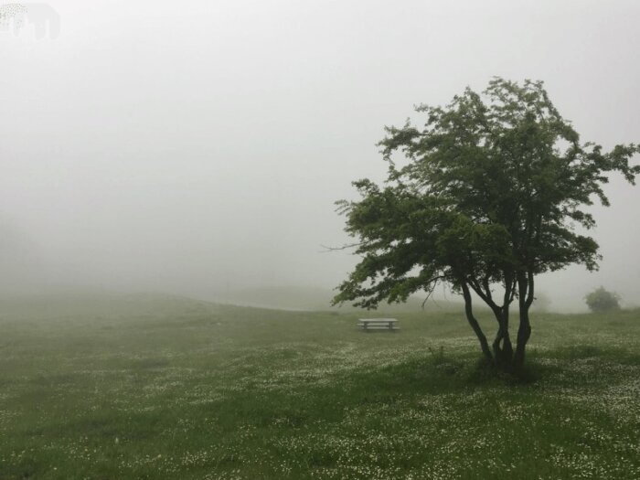 Eine Frühlingswiese im Nebel, im Hintergrund eine leere Bank, im Vordergrund ein Baum.