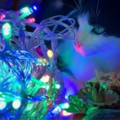 Eine Katze sitzt neben einer bunten Lichterkette mit weihnachtlicher Deko