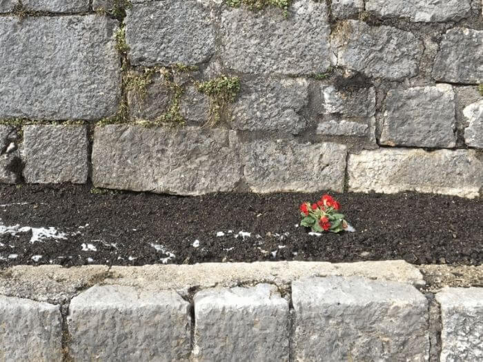 Eine rote Blume wächst in einem Mauergarten.