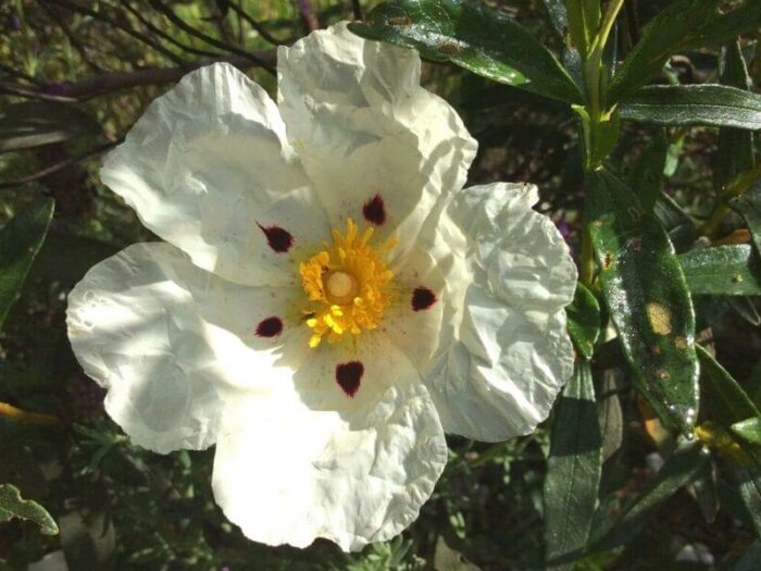 Eine weiße, geöffnete Blüte zwischen Blättern im Sonnenlicht.